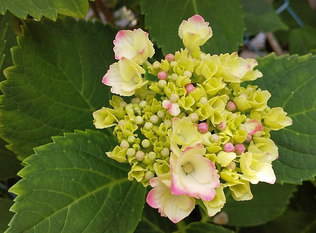 IMG_20200605_132933.jpg