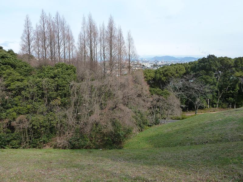 Metasequoia.jpg