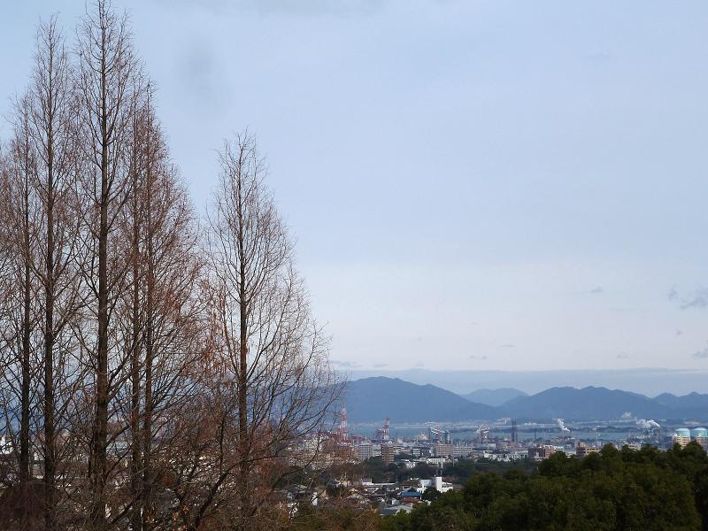 Metasequoia2.jpg