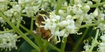 bee.jpg