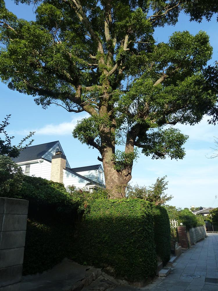 chofu7.jpg