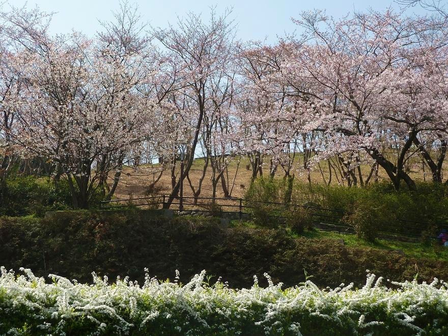 fukuoka central park.jpg