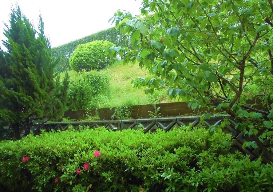garden.jpg
