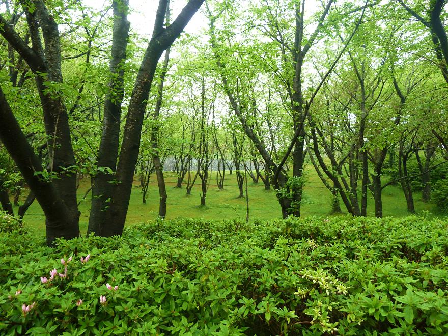 green2.jpg