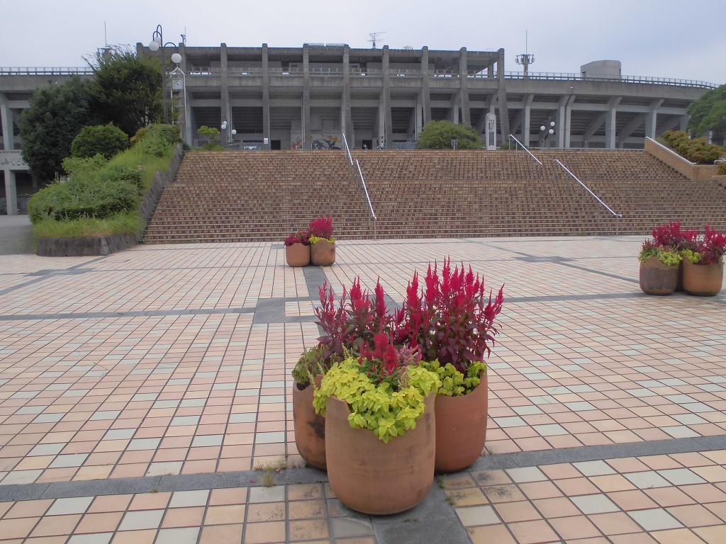 hakata no mori.jpg