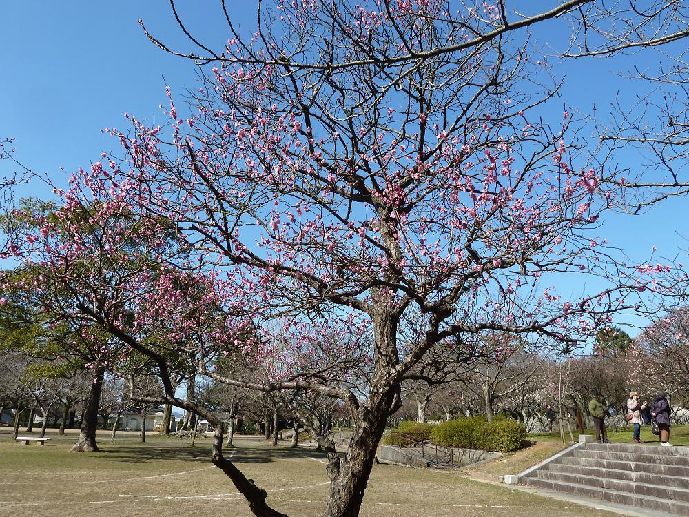 kokura adachipark.jpg