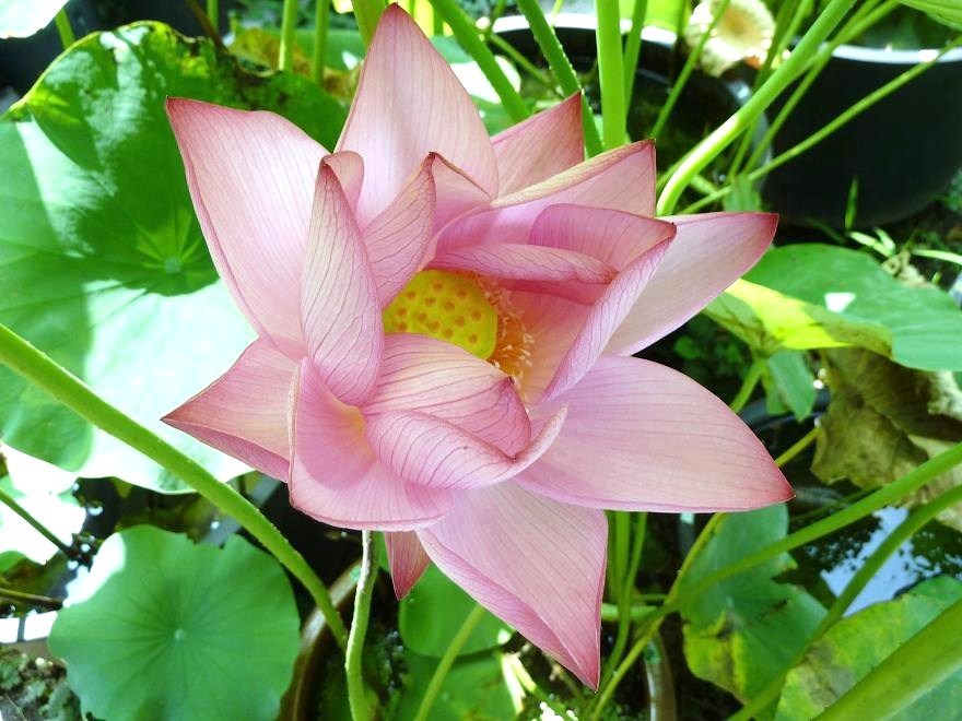 nucifera.jpg