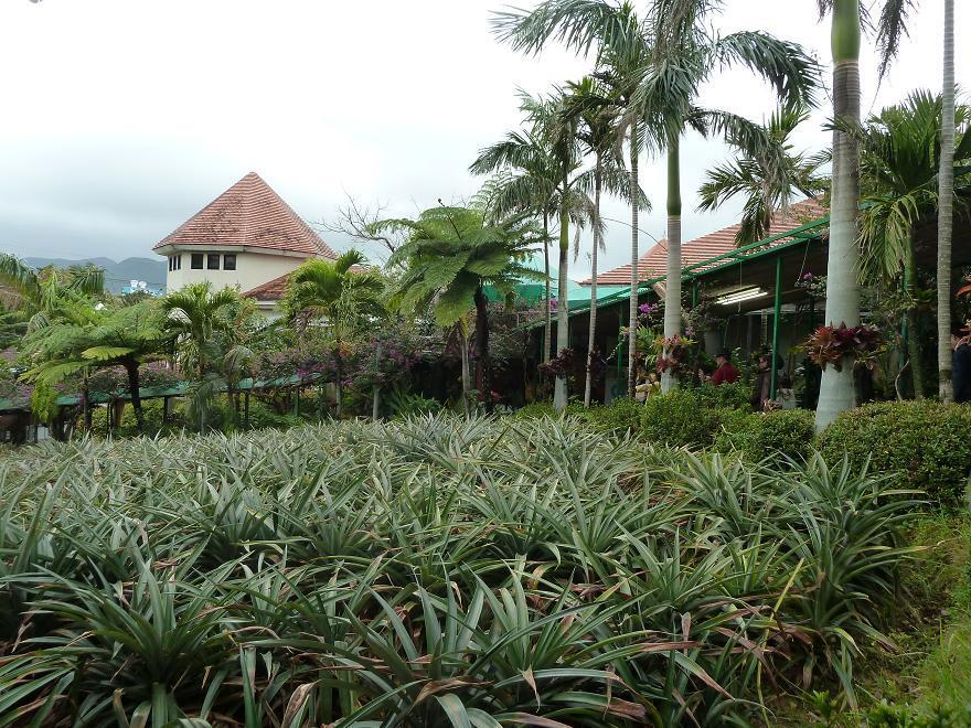 pineapple.jpg