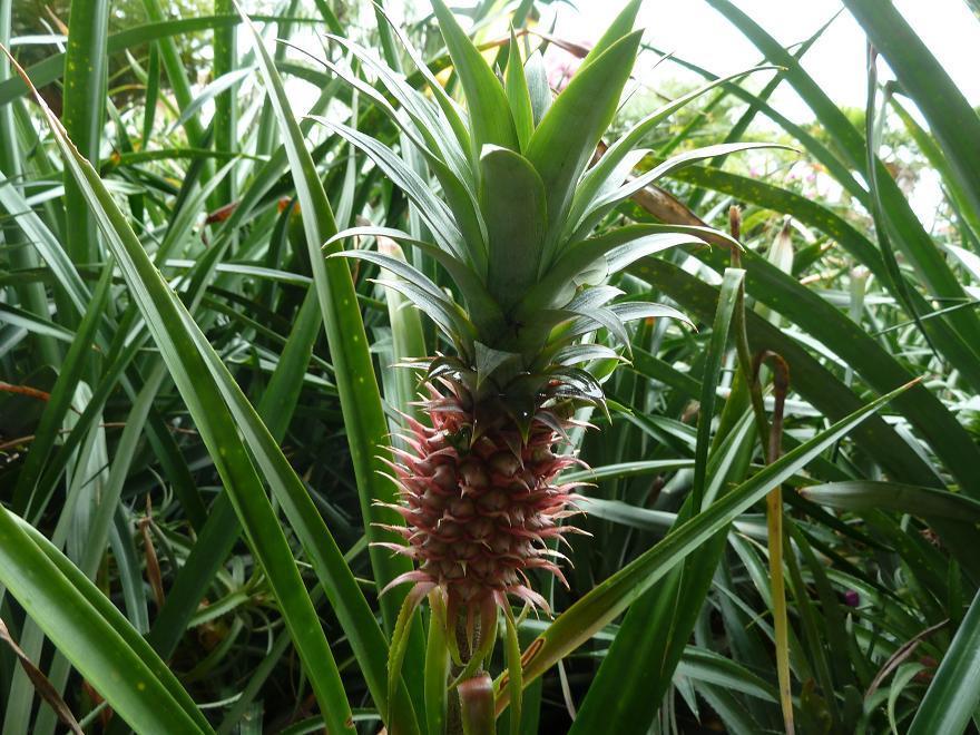 pineapple2.jpg