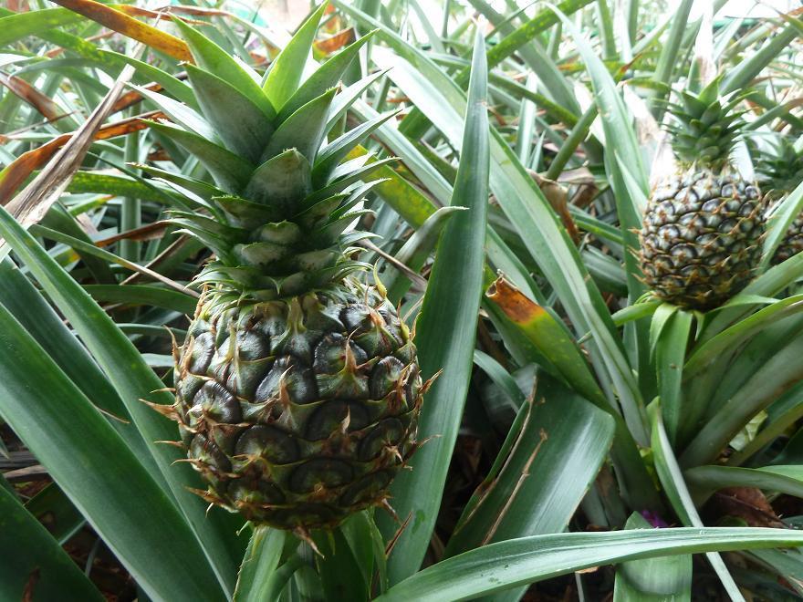 pineapple3.jpg