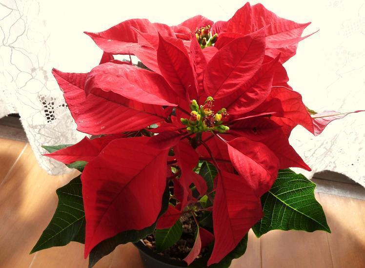 poinsettia.jpg