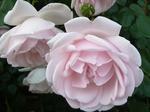 rose1.jpg