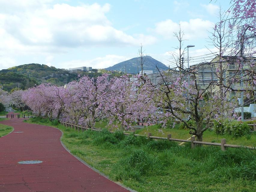 sayagatani.jpg