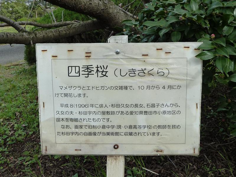 shikizakura1.jpg