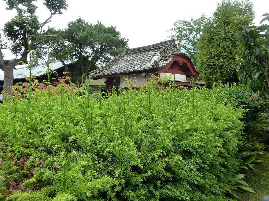shimabara5.jpg