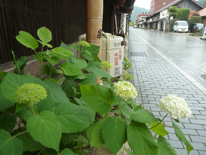 tuwano16.jpg