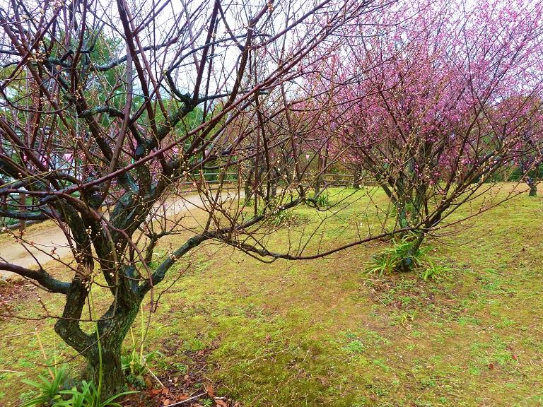 yomiya park2.jpg