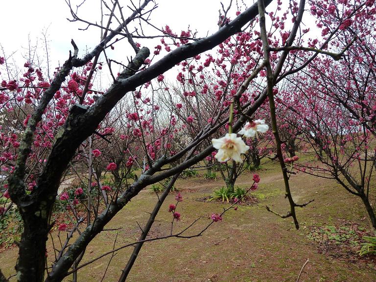 yomiya park3.jpg